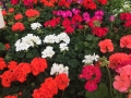 Geraniums