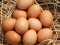 Eggs